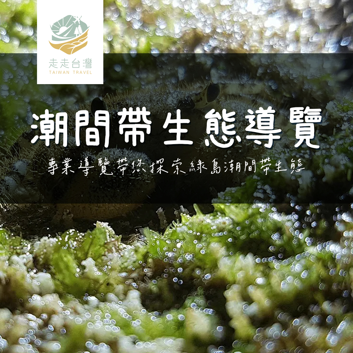 潮間帶生態導覽